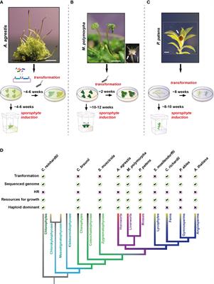 What can hornworts teach us?